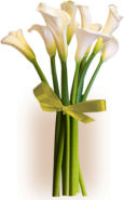 USA Lilies USA,,:Simply Calla Lilies